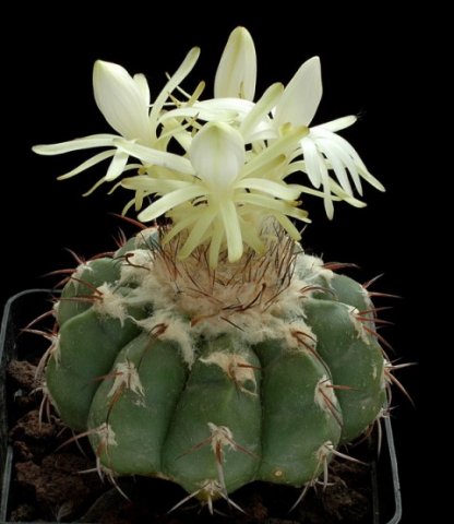 Discocactus_pugionacanthus_1